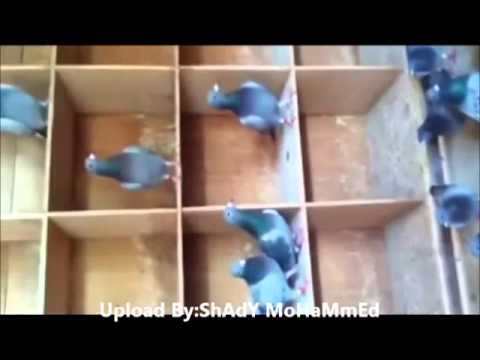 Pigeons Faisal Megbel " Kuwait " 2