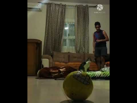 هذا القط أفضل من رضا التكناوتي