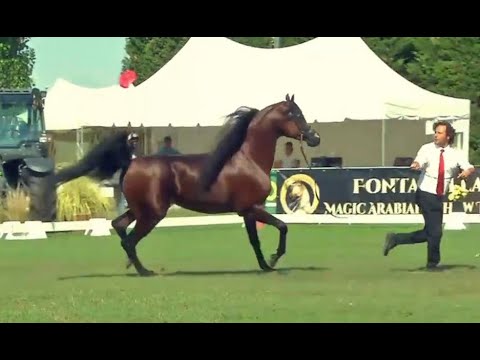 بطولة ميلان الدولية لجمال الخيل العربية الأصيلة - 2021