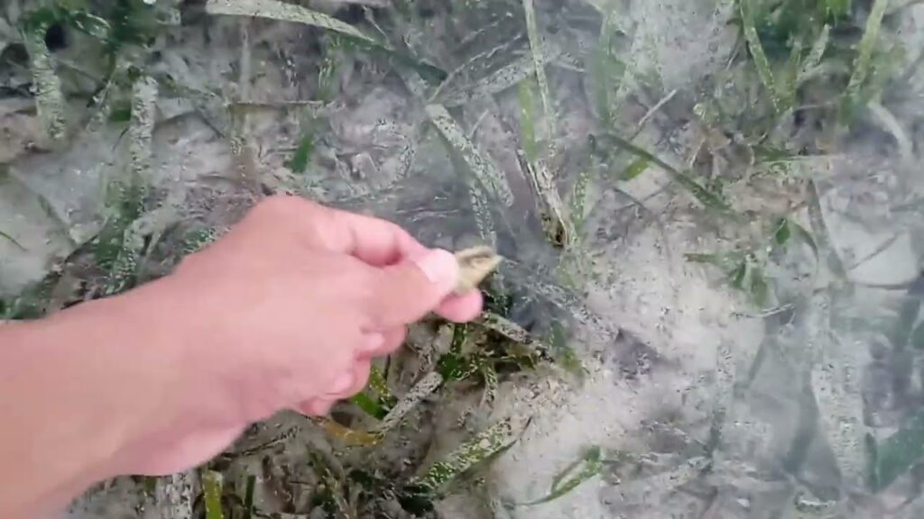 Low Tide Night Fishing. Panginhas sa RORO, Cordova, Cebu. Family Bonding.