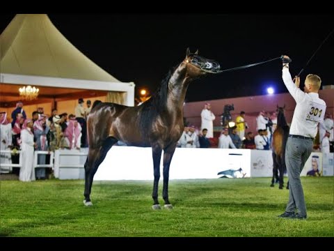 البطولة الوطنية الحادية عشرة لجمال الخيل العربية الأصيلة  - ديراب 2022