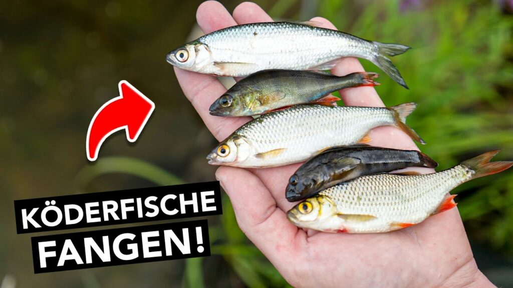 Köderfische mit der Stipprute fangen! 🎣 Alles was du wissen musst (inklusive Lagerung) Köderfische mit der Stipprute fangen! 🎣 Alles was du wissen musst (inklusive Lagerung)