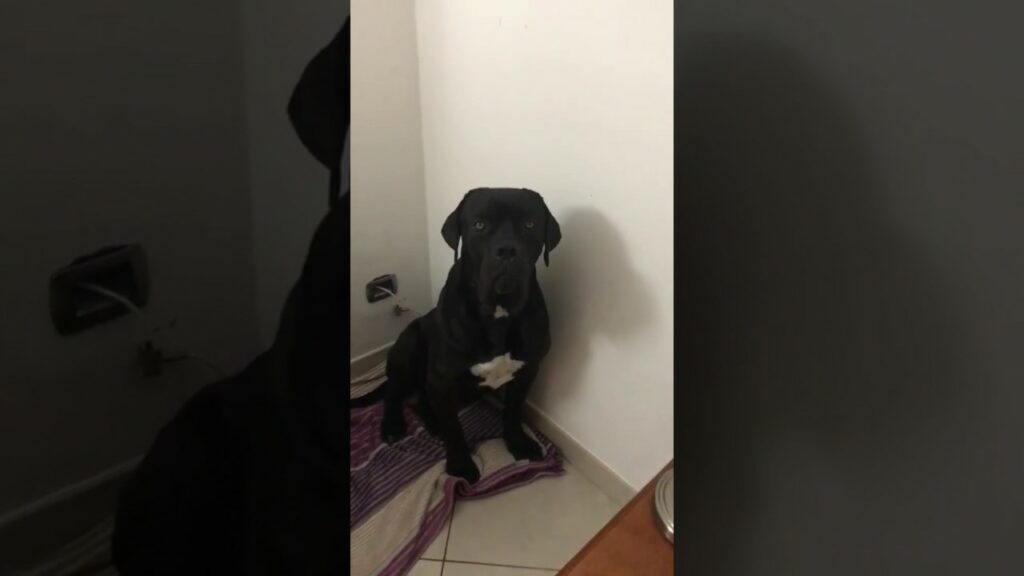 Il cane di Matilde Rossi e Skorupski ha mollato il letto!