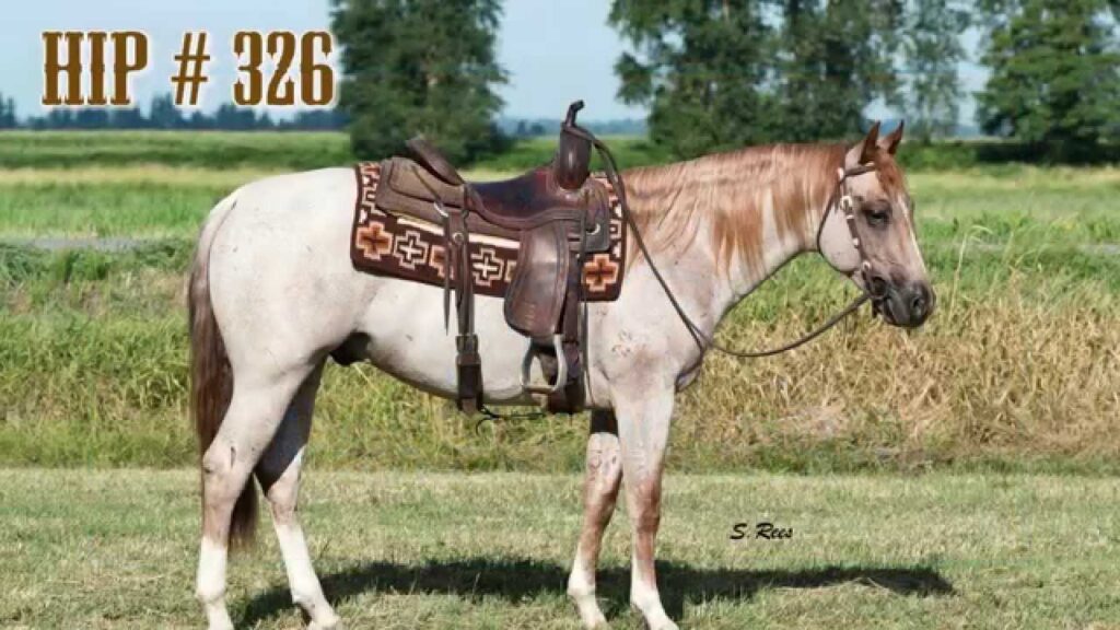 Very Smart Pepto ~ Hip# 326 ~ 2015 Snaffle Bit Futurity 2 yr. Old Select Sale
