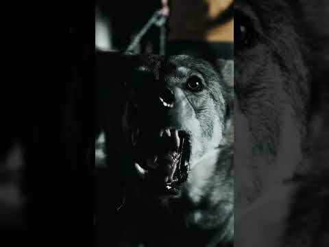 Diego Costa is a wolf #shorts