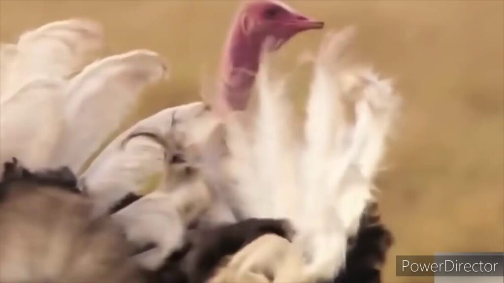 UGAARSIGA HARAMCADKA IYO DIFAACA YAXAASKA