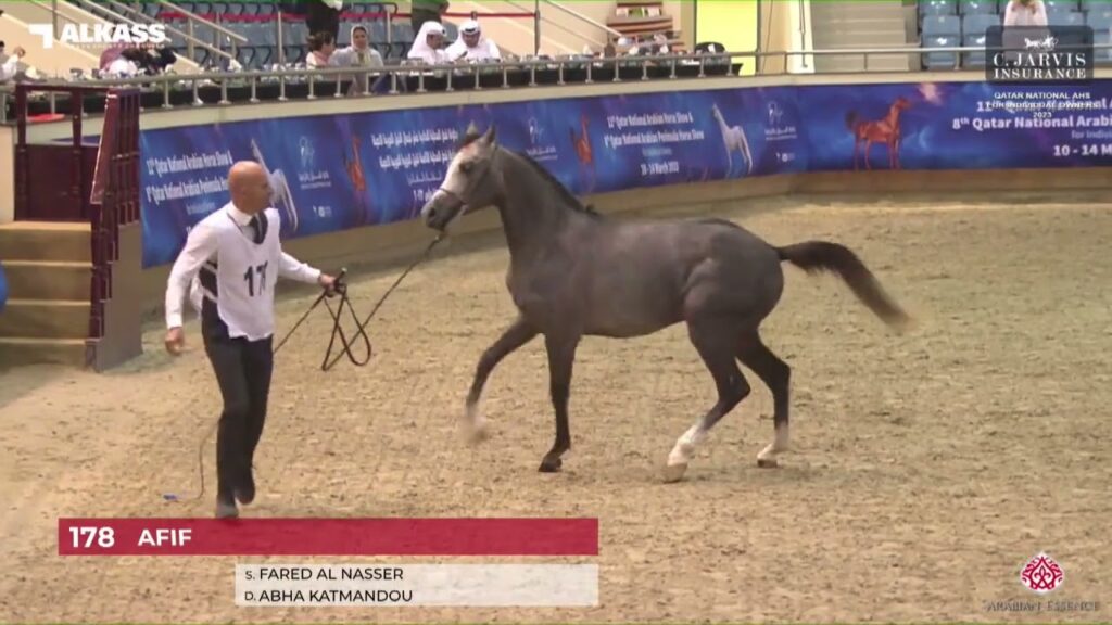 N.178 AFIF - Qatar National AHS for Individual Owners 2023 - Colts 2 Years Old (Class 5A)