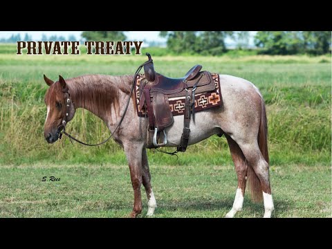 Metallic Pearl ~Private Treaty~ Cayley Wilson Performance Horses
