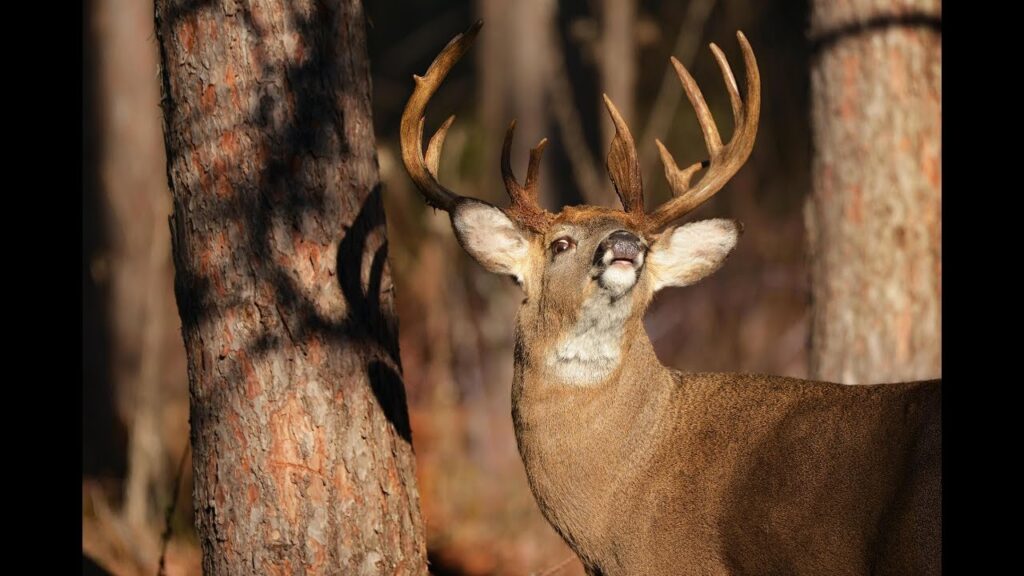 Keep it Real When Practicing for Bowhunting | Daniel Schmidt @deerhuntingmag