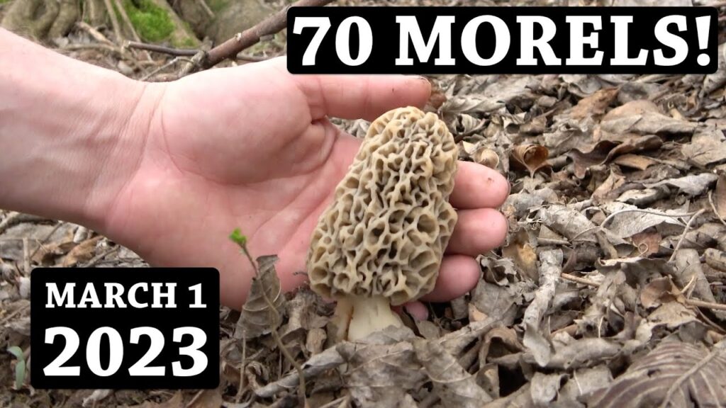 The EARLIEST MORELS I've Ever Picked