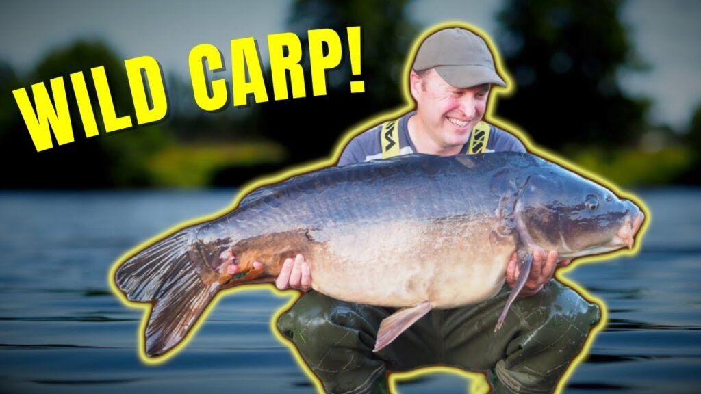 River Carp Fishing: How to Hunt for Wild Carp 💎 (Biggest Buzz!)