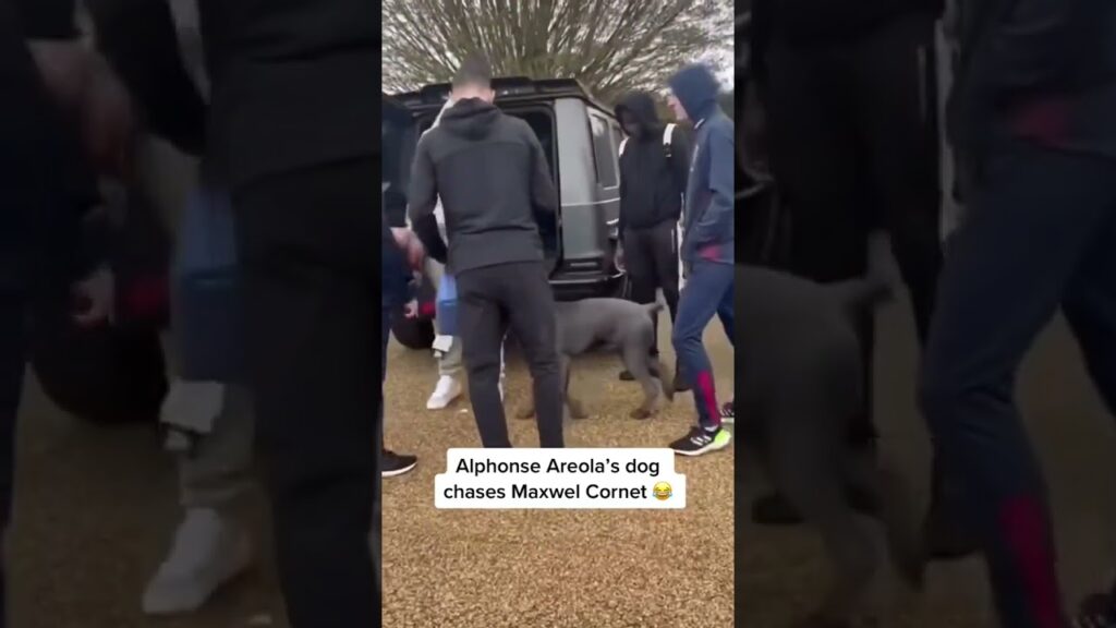 West Ham's Alphonse Areola's dog. chased teammate Maxel cornet. #sport  #football #priemerleague