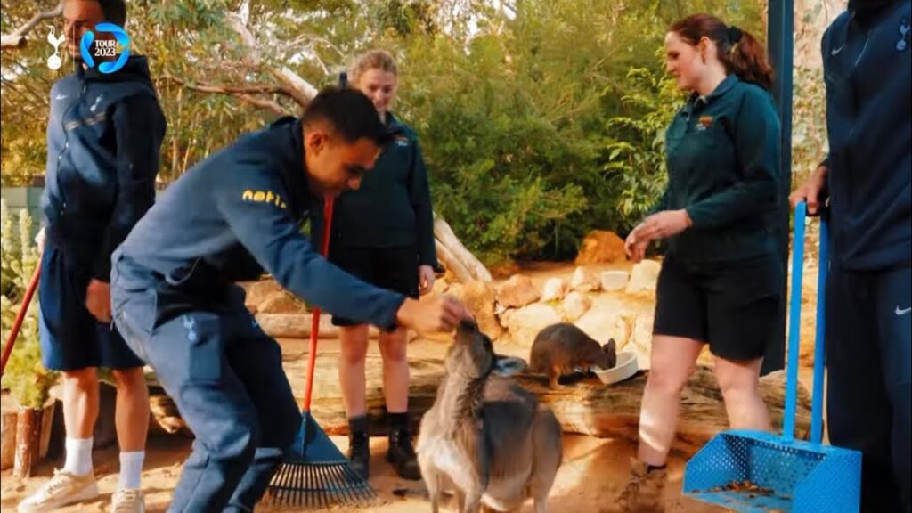 Maddison, Reguilon, Porro visit Kangaroos in Australia | Spurs Pre-season Tour
