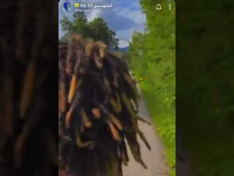 البليهي وكاريلو في رحلة على السكوتر