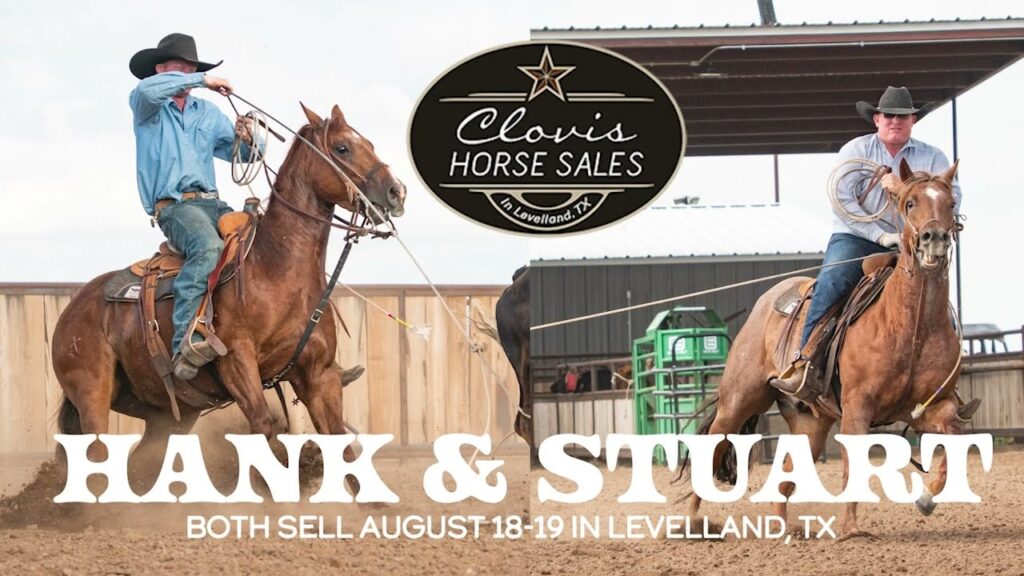 Clovis Horse Sale | Wilson Cattle Co. Horses