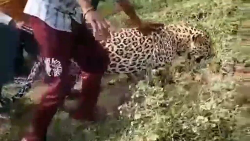 @#₹દેશી દારૂ ની#@ ભટ્ટીનો કોરો દારુ #₹ચિત્તો પી ગયા પછી તેની હાલત જોવો .#