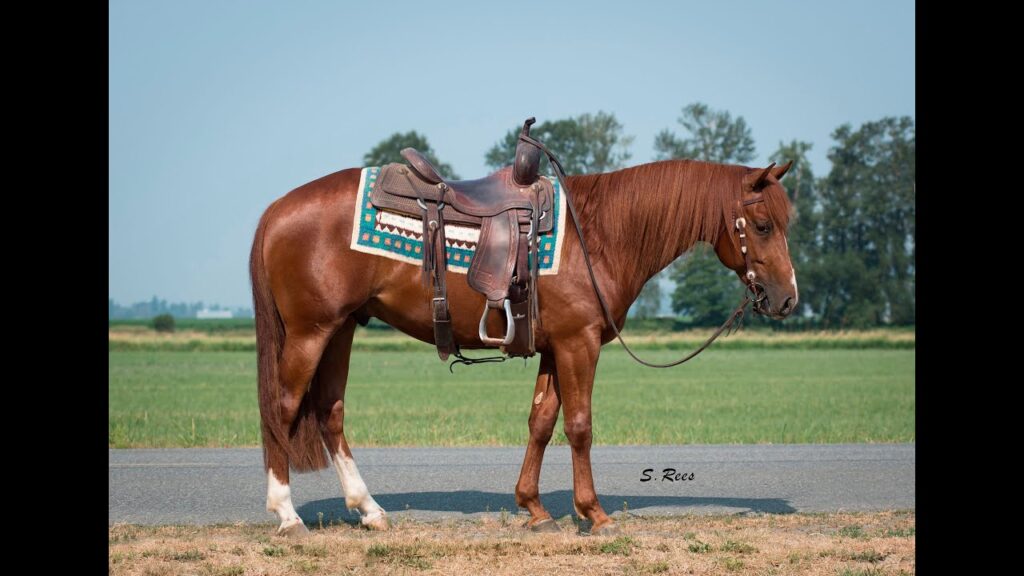 Heza Cuttin Cat ~ 2013 Stallion FOR SALE