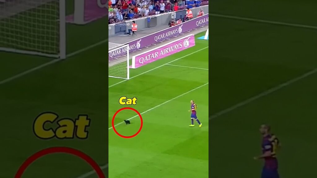 Animal moments in football ⚽