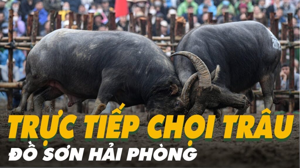 🔴FULL HD  | LỄ HỘI CHỌI TRÂU ĐỒ SƠN HẢI PHÒNG - 2023