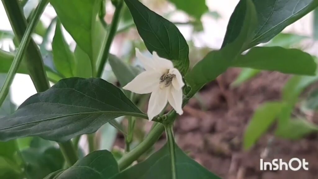 زهرة نبتة الفلفل مفتوحة