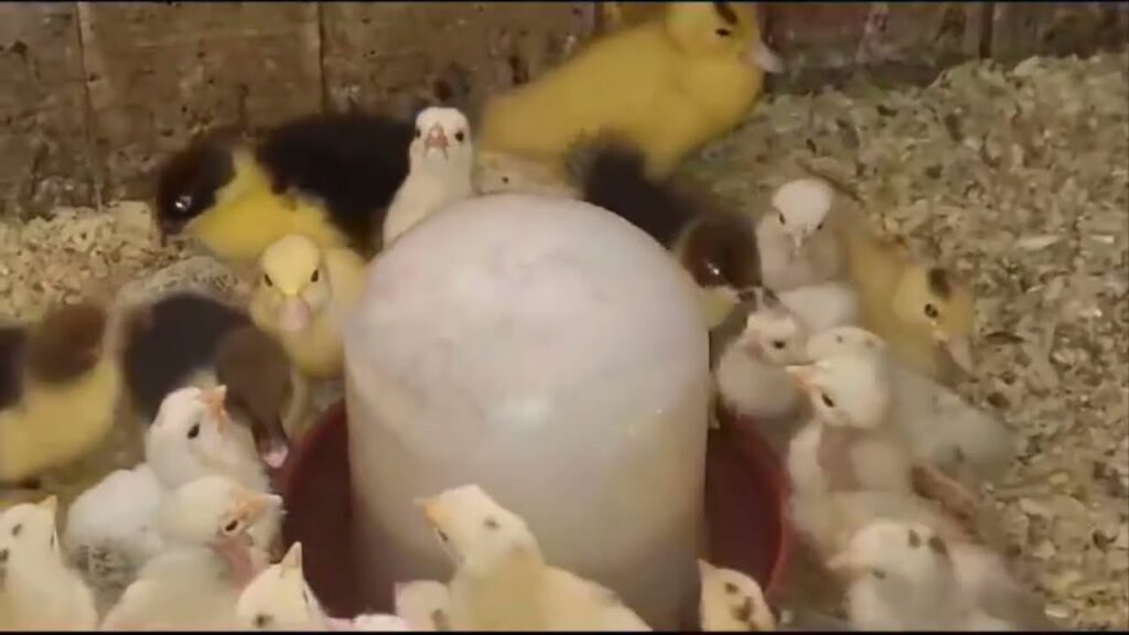 تربية الفراخ البلدى والبط الرقد عمر اسبوع واللى يشوفها يقول عمر اسبوعين