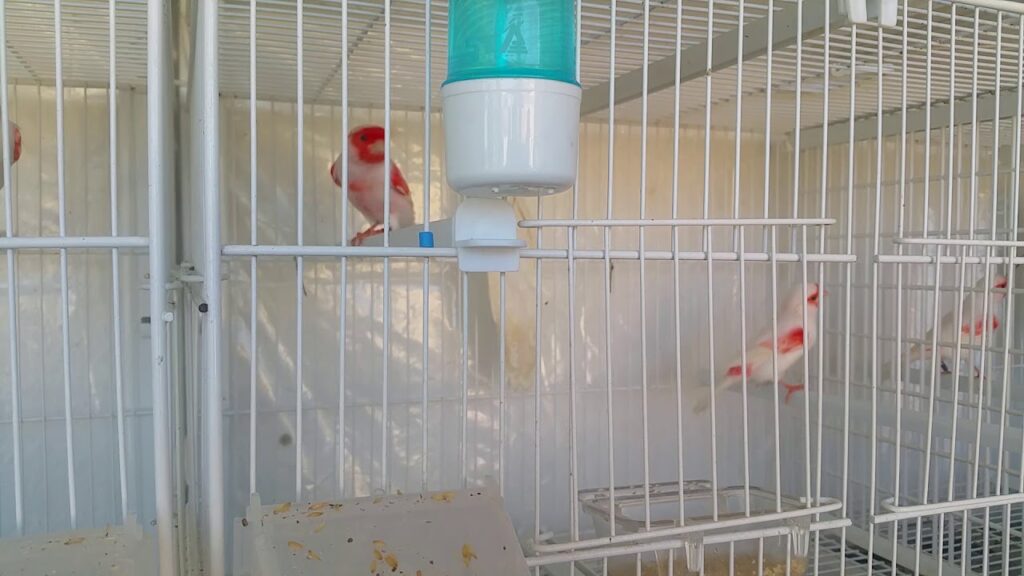 MI AVIARIO 2017   - ROJO  MOSAICO  DE RICARDO RODRIGUEZ