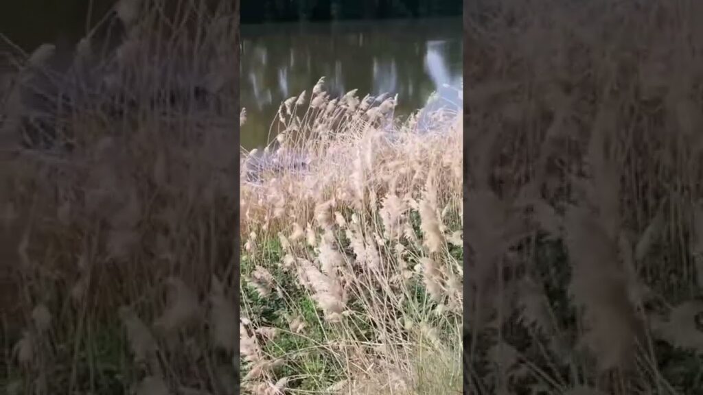 Un lobo en el Duero al lado de Zamora