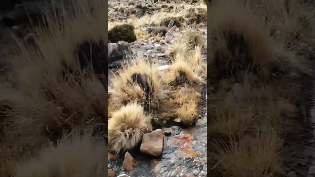 Andy w Argentynie i szynszyle na wolności