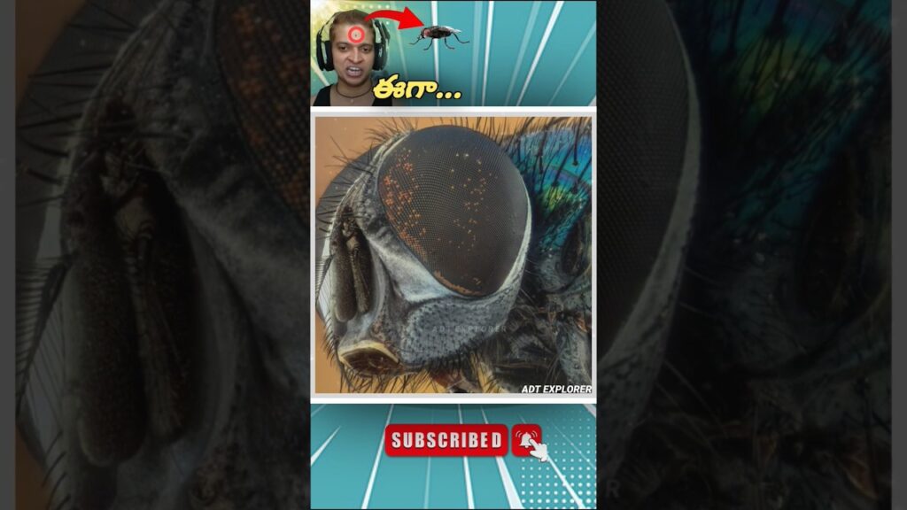 ఈగలు ఎందుకు దోమలు కన్న వేగంగా ఉంటాయ్ ? || #facts #telugufacts #factsintelugu #amezingfacts