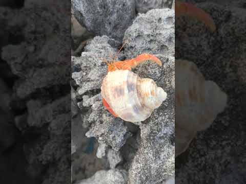 जिंदा शंख