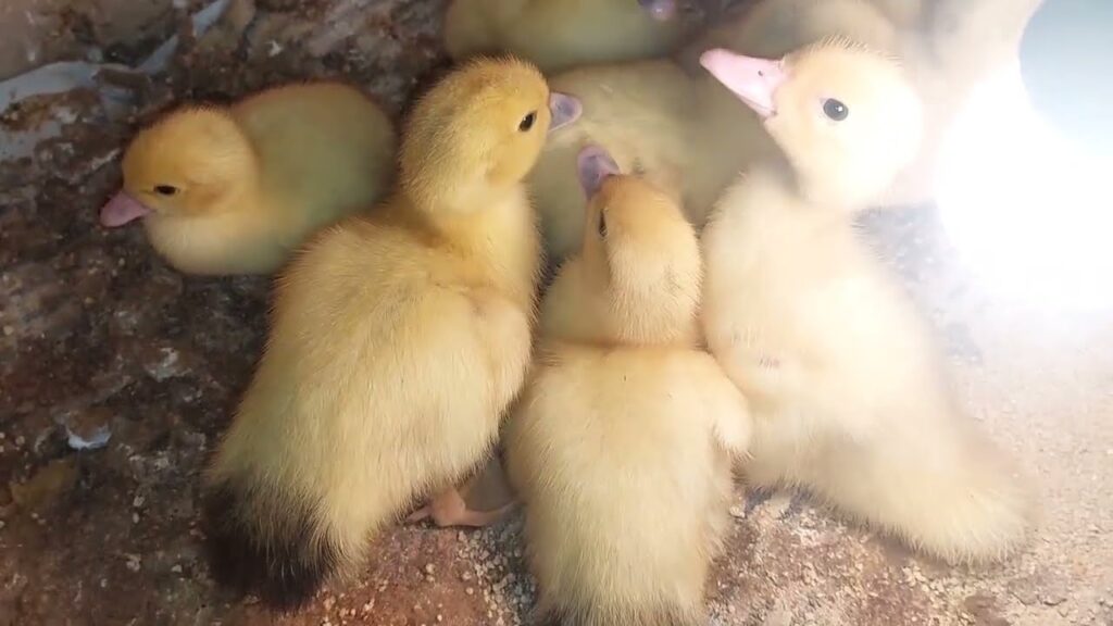 Ronaldo Remontada 8 goals -Al NASSR Vs Fateh 12-3 || Sadio Mane Skills ||Highlights & All Goals 2024