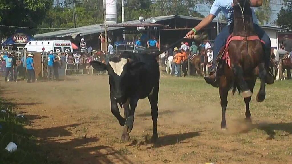 EL CHAPARRAL PURO COLEO. LIDICE / JOSE LUIS RODRIGUEZ