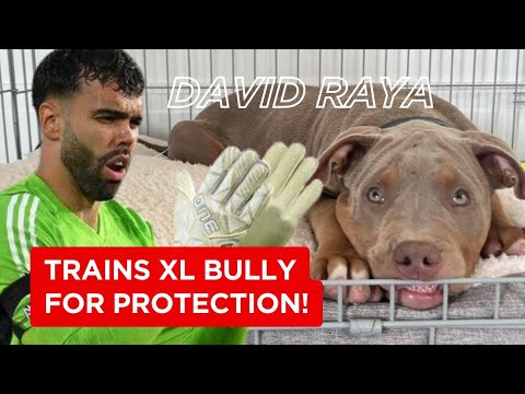 Arsenal goalkeeper David Raya trains the XL Bully dog for protection