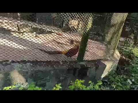 Tiger 🐯 nadan Kanan