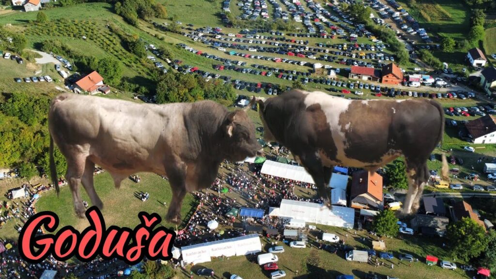 ŠARONJA Ivo Ilić - ZLATONJA Habib Bijelić / Teferič i korida Goduša 17.09.2023