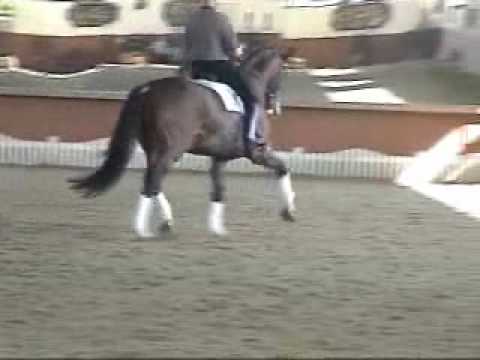 Pierre Cousyn Schooling Piaffe