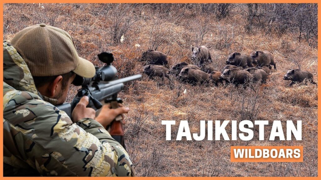 The Biggest WildBoar of my Life! 🐗 Hunting giant boars in Tajikistan.