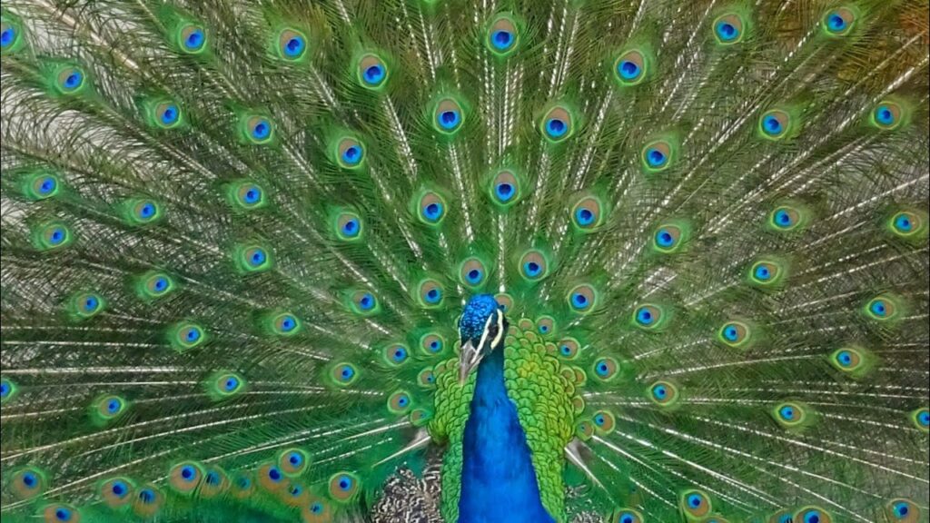 Pavo real del jardín de Cecilio Rodríguez.