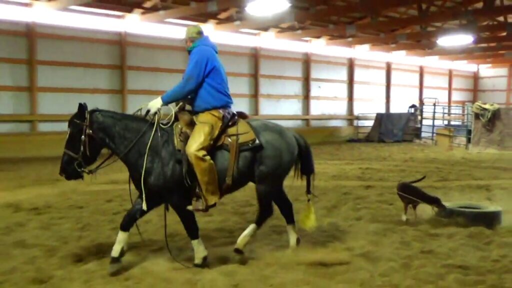 Cats McNugget Boon - 2015 AQHA Blue Roan Gelding