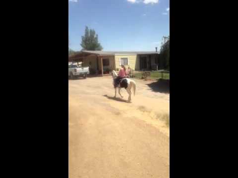 Wilson ~ Tennessee Walker available for sale