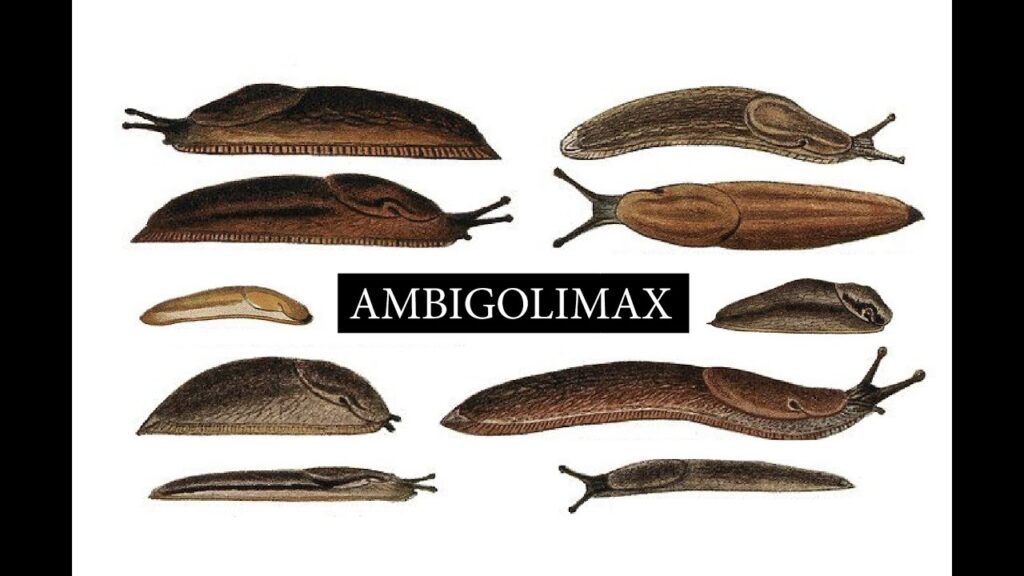 AMBIGOLIMAX - A FILM BY JAMES MAGNUS JAMES