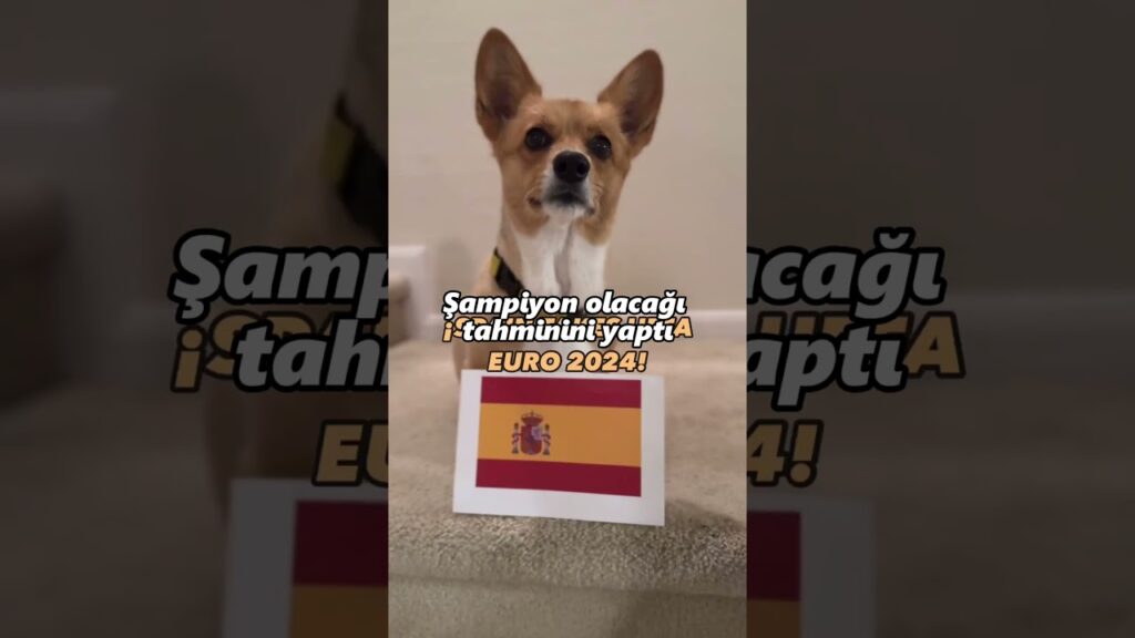 EURO 2024 şampiyonunu bilen köpek🐶 #shorts #futbol #euro2024
