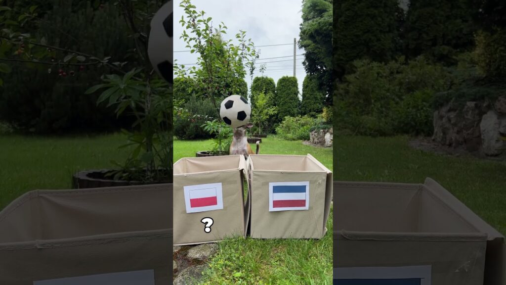 EURO 2024 Polska - Holandia