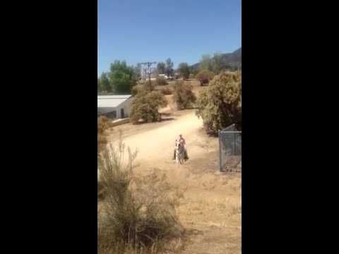 Wilson  Reg. Tennessee Walking Horse Gelding for sale