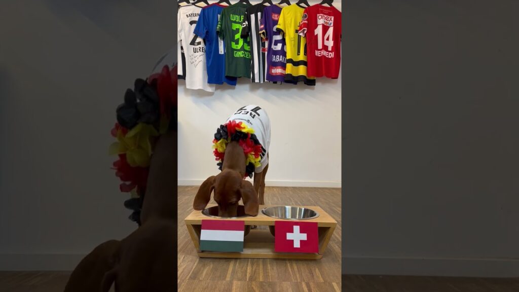 EM-Orakel Rosi: Ungarn vs. Schweiz