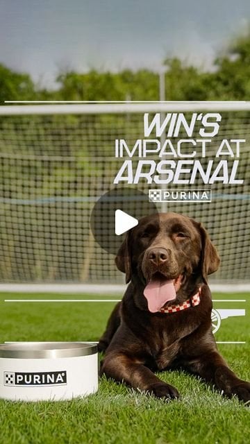 Arsenal Women on Instagram: "💬 “Win feels like home.” Beth, Steph and Caitlin discuss what Win means to the club ❤️ 🤝 @Purina"