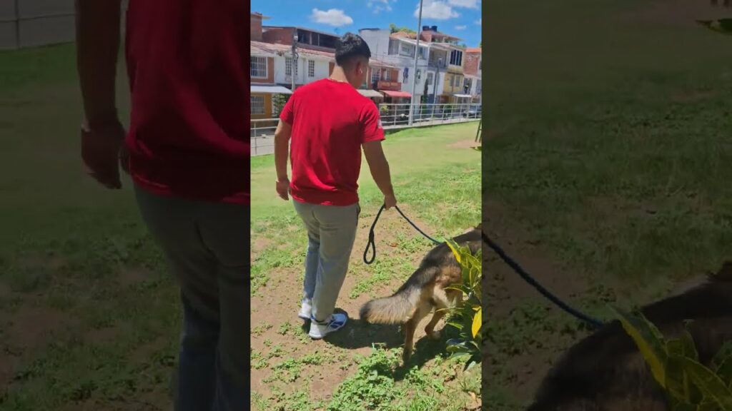 Walking with Joe and Rocky our German Shepherd and meeting a little friend.