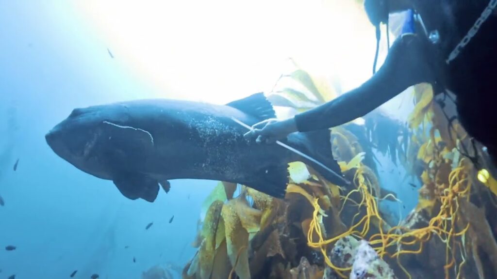 Black Sea Bass Catalina Island