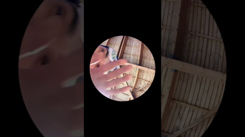 Pedro Pedro Pedro 🦝 💿 Pedro Pedro Pedro 🦝 💿