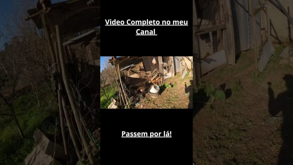 Galinhas bem-dispostas = Horta de sucesso? 👀👀   #lifestyle #vegetablegarden #ruralliving #shorts